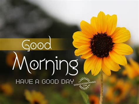 Have a Good Morning, Have a Good Day .